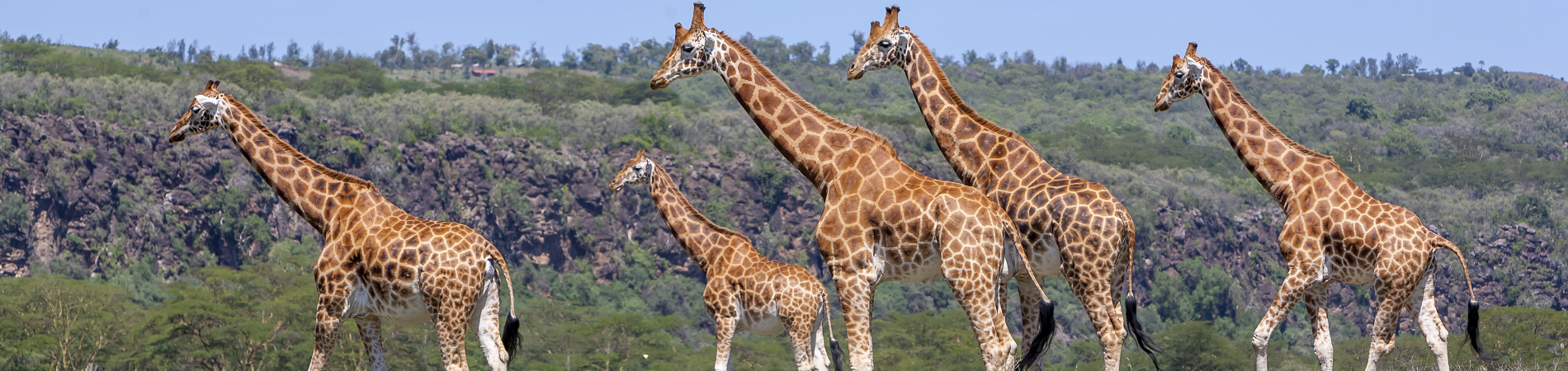 Image for A Wild Adventure: Safari in Africa